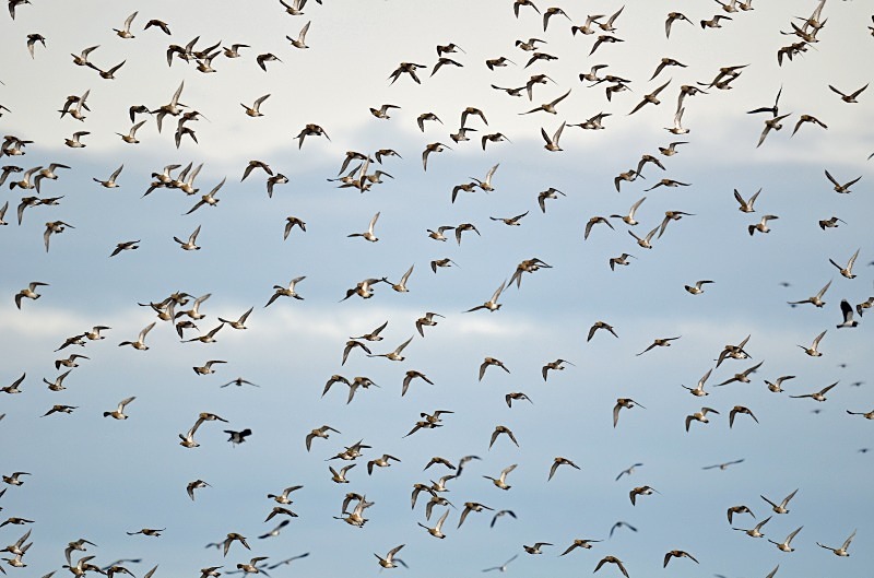 Golden Plover - Plovers