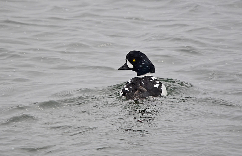 Barrow's Goldeneye - North east Iceland