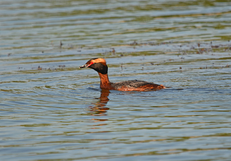 Slavonian Grebe - Estonia
