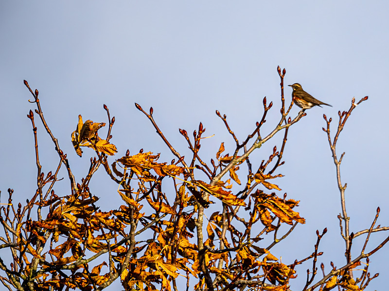 Redwing - Latest photos