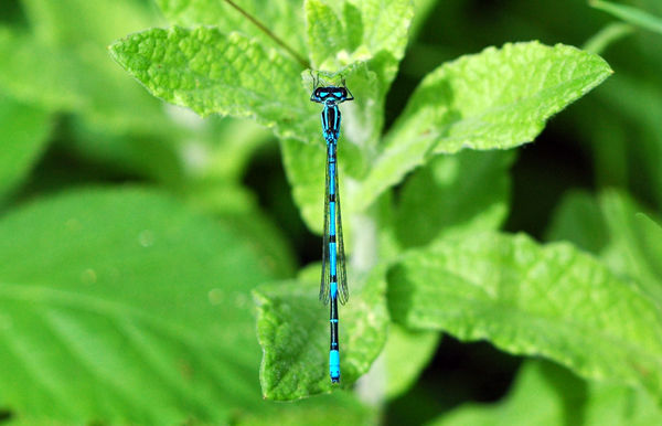 Common Blue Damselfly - Dragonflies and damselflies