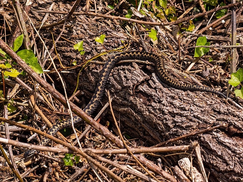 Adder - Snakes