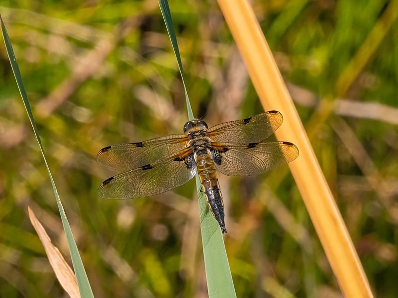 Four-spotted Chaser - Dragonflies and damselflies