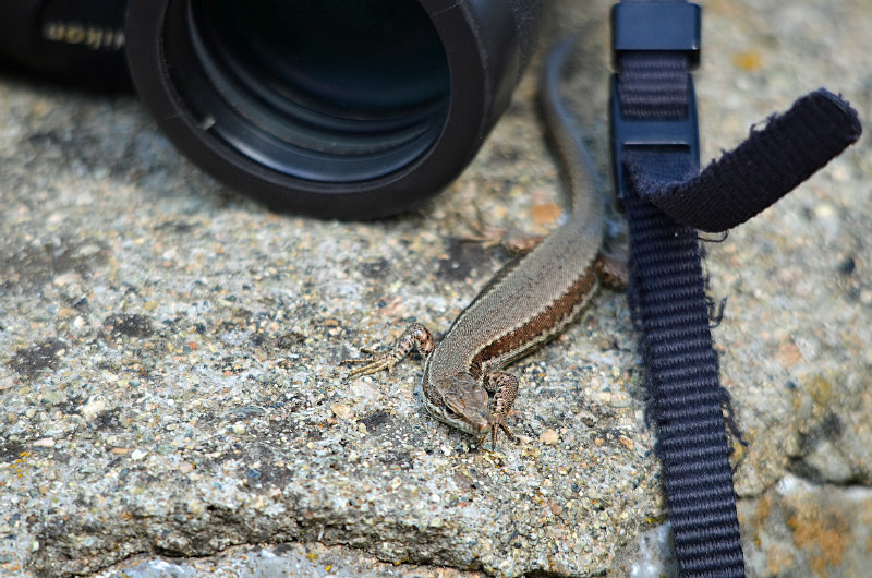 Common Wall Lizard - West Macedonia