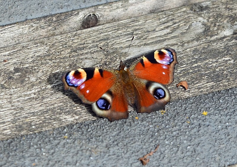 Peacock - Butterflies