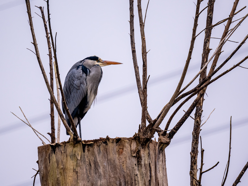 Grey Heron - Latest photos