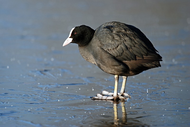 Coot - Crakes and rails