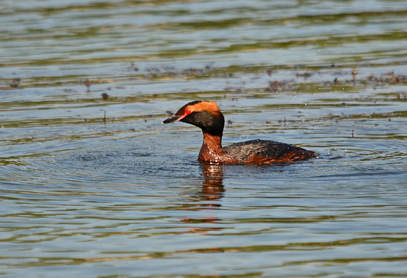 Slavonian Grebe - Estonia