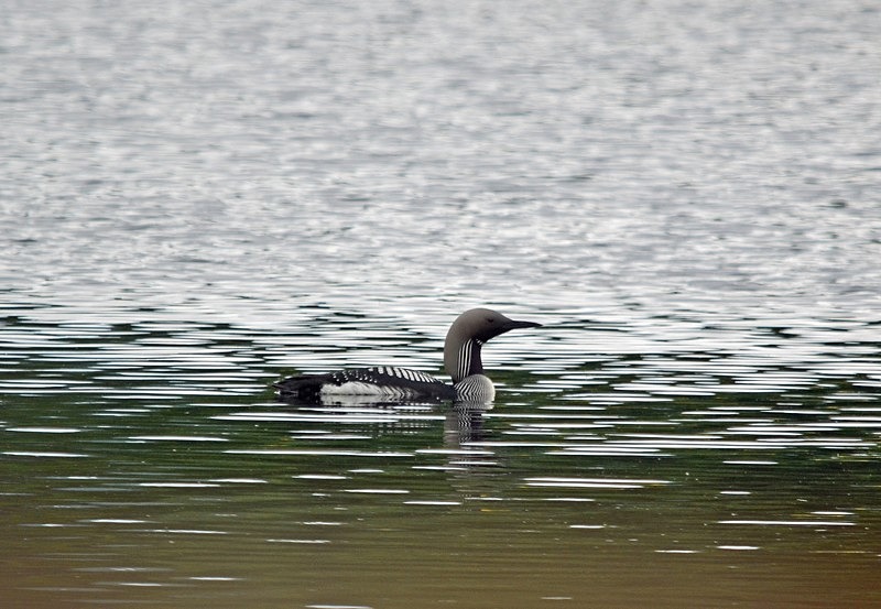 Black-throated Diver - Divers