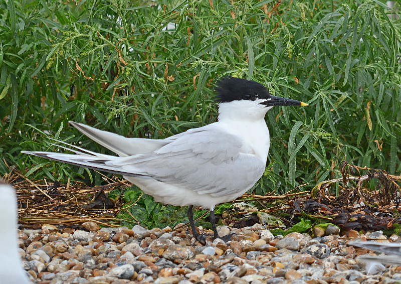 Sandwich Tern - Terns