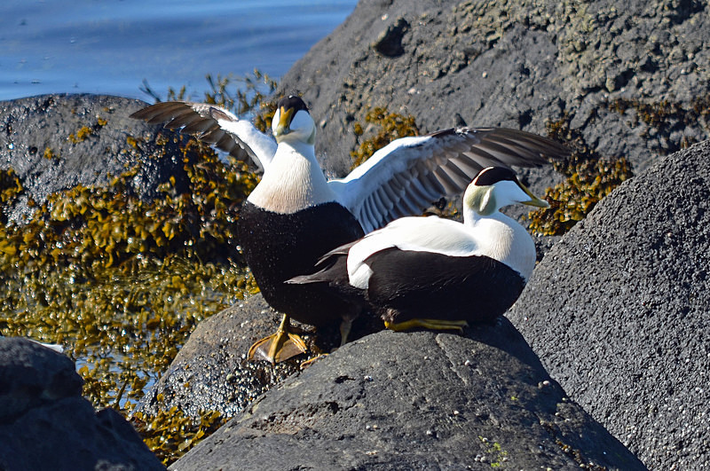 Eiders - Westfjords