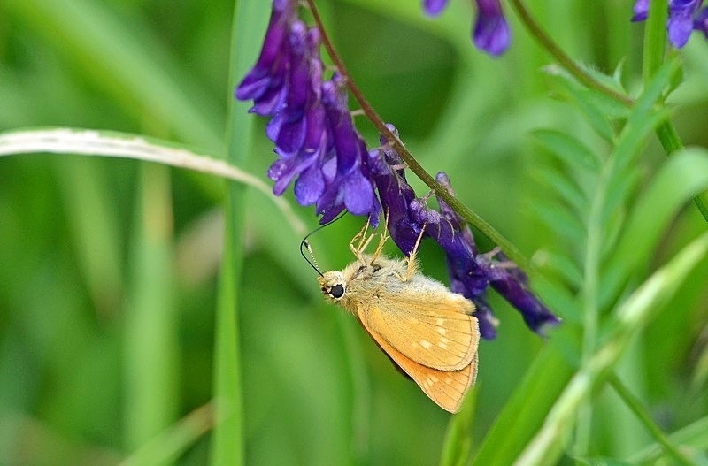 Large Skipper - Butterflies
