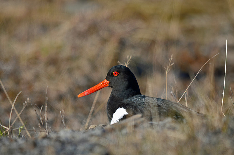 Oystercatcher - Westfjords