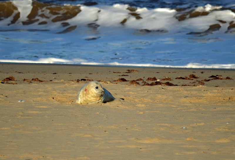 Atlantic Grey Seal - Atlantic Grey Seals