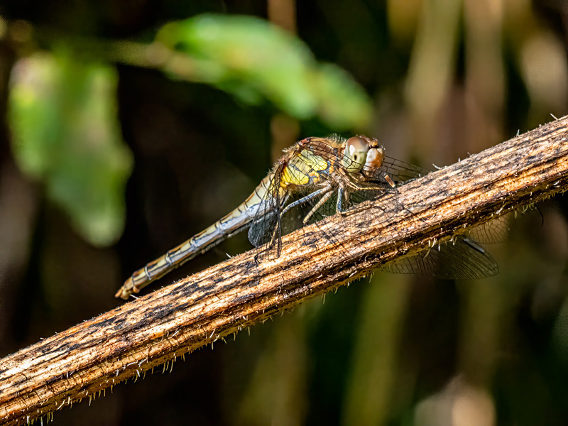 Common Darter - Latest photos