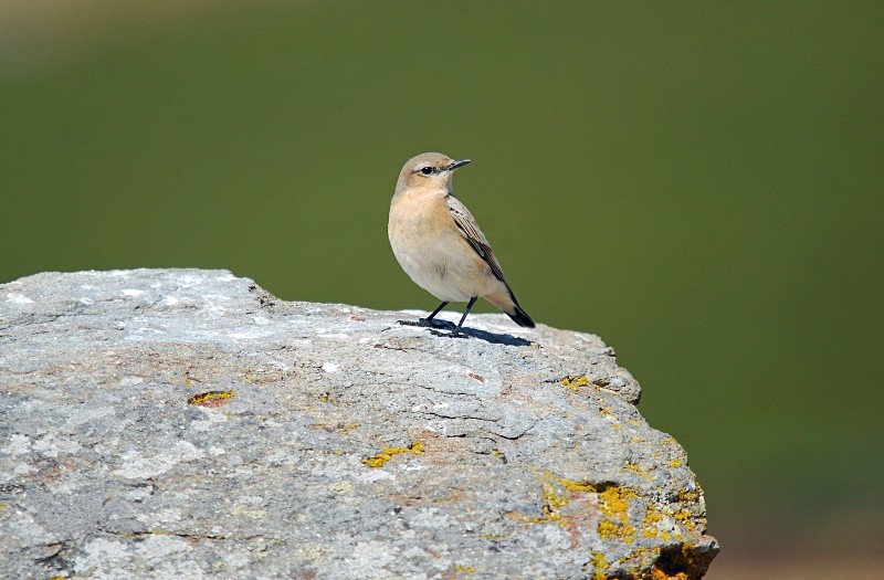 Northern Wheatear - South and north west Spain - September 2010