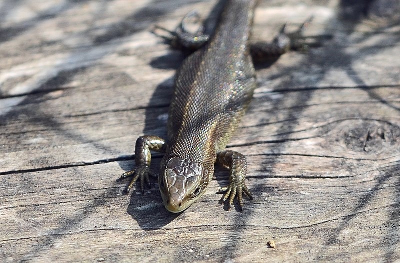 Common Lizard - Lizards