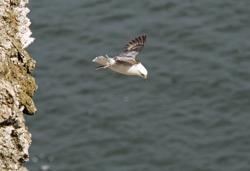 Fulmar - Fulmars