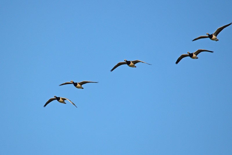 Barnacle Geese - Black geese
