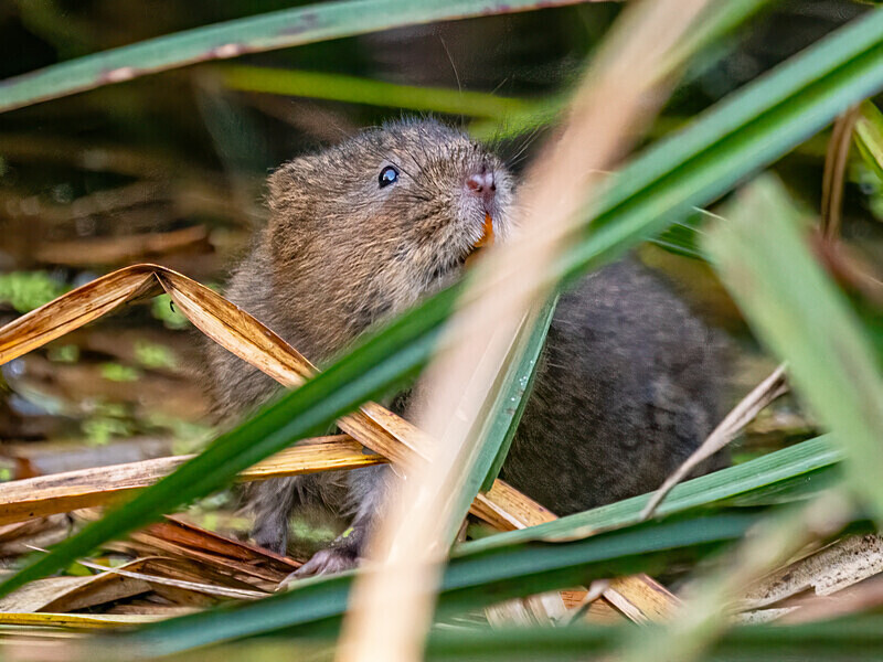 Water Vole - Latest photos