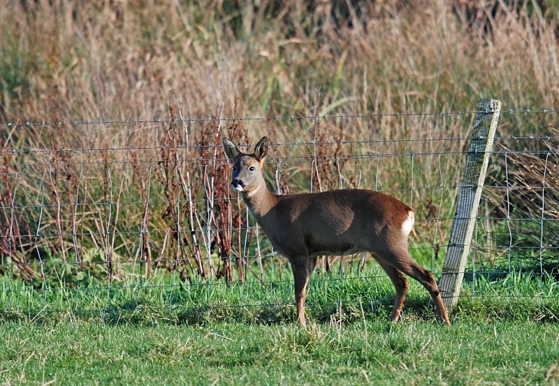 Roe Deer - Roe Deer