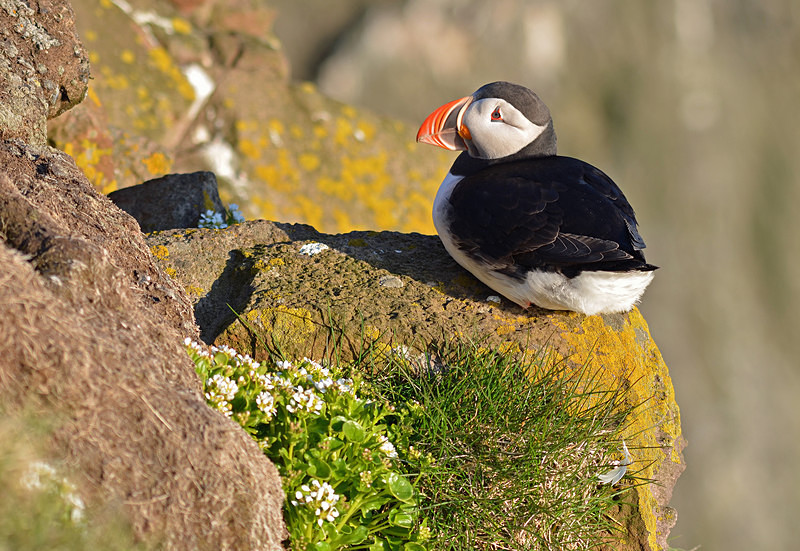 Puffin - Westfjords
