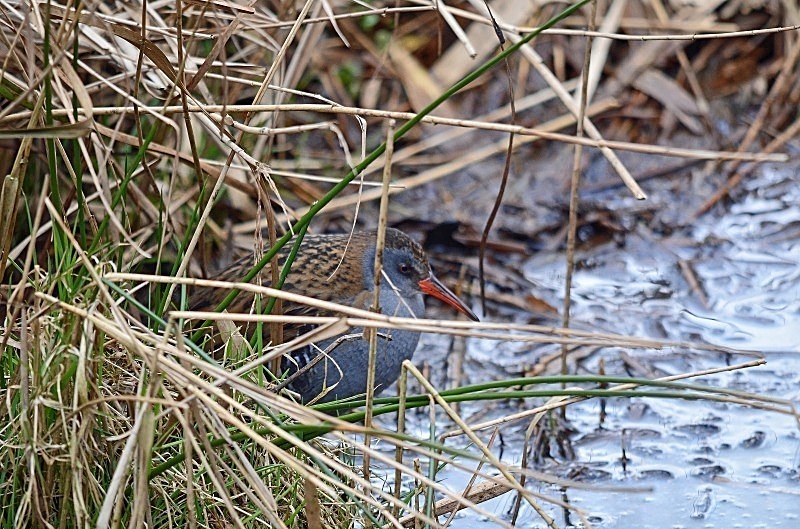 March to April 2013 - Water Rail - Photos of the month