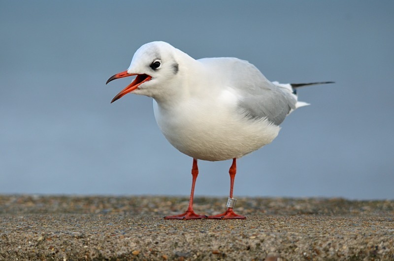 December 2011 - Black-headed Gull - Photos of the month