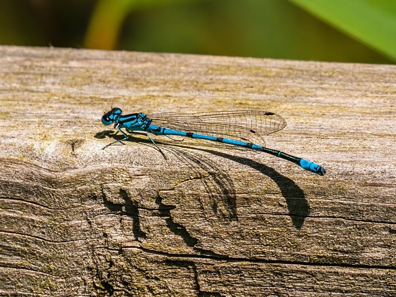Azure Damselfly - Dragonflies and damselflies