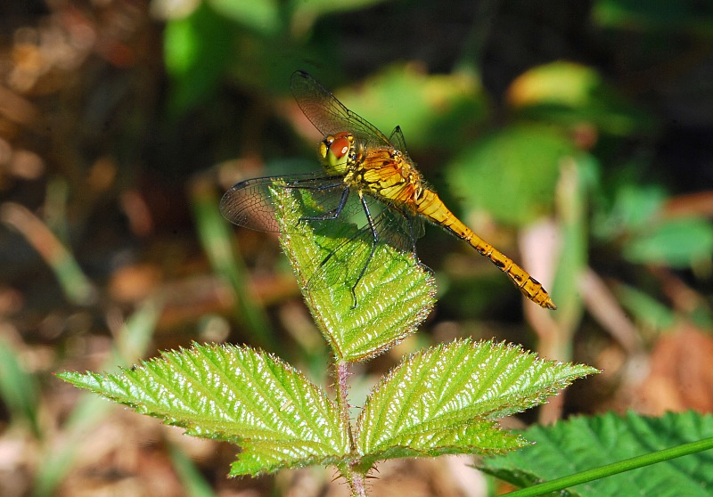 Ruddy Darter - Dragonflies and damselflies