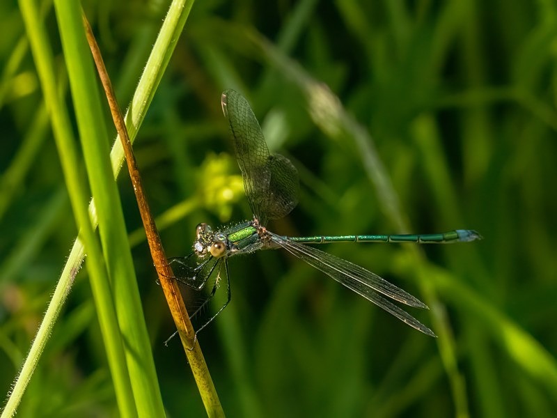 Emerald Damselfly - Dragonflies and damselflies
