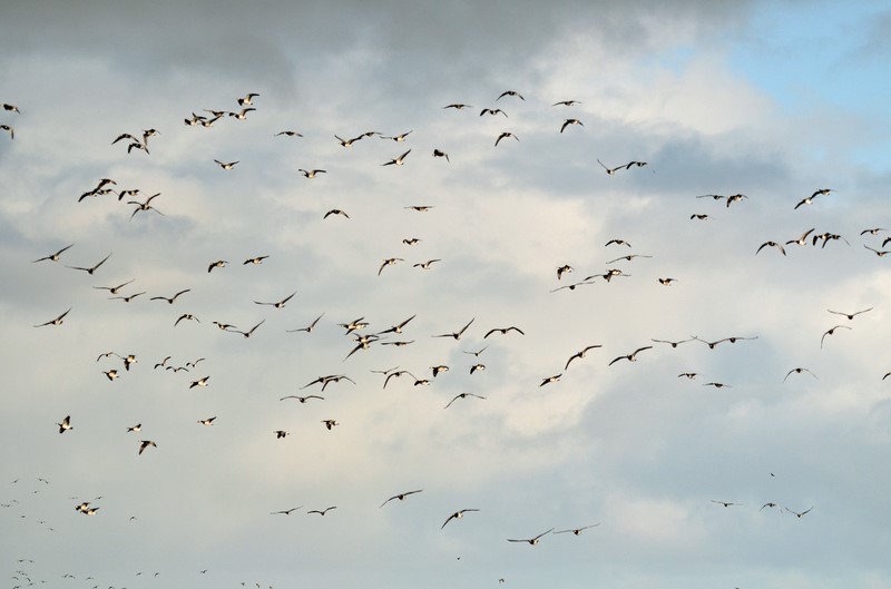 Barnacle Geese - Black geese