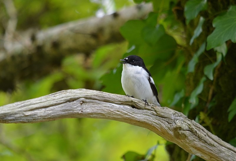Pied Flycatcher - Flycatchers