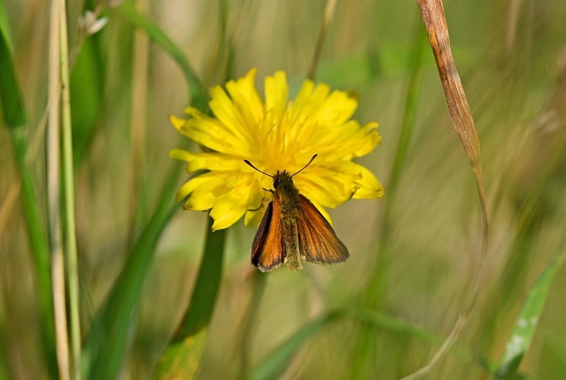 Small Skipper - Butterflies