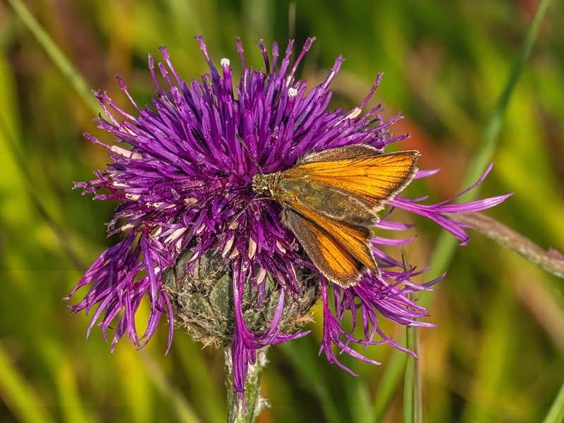 Small Skipper - Butterflies