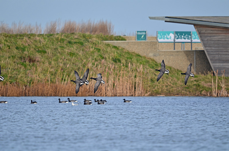 Dark-bellied Brent Geese - Black geese