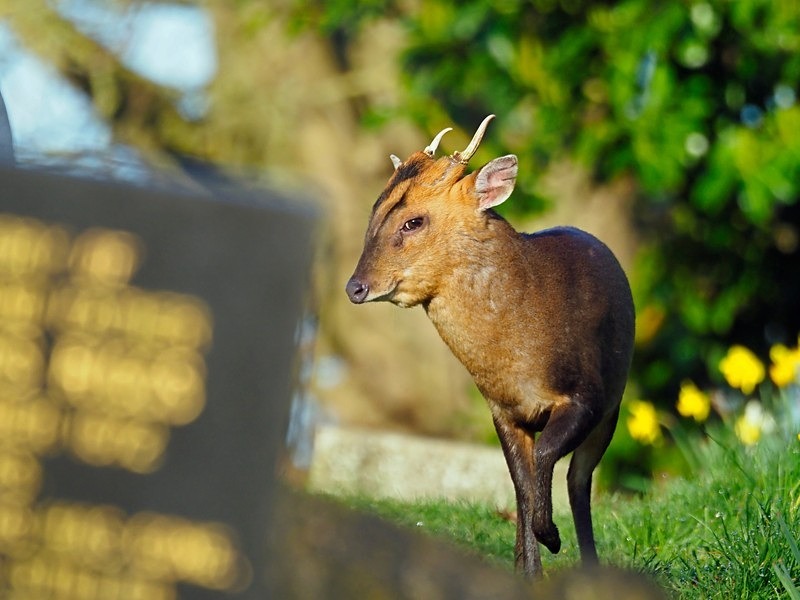 reeves-muntjac