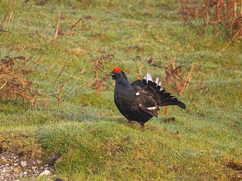 Black Grouse - Game birds
