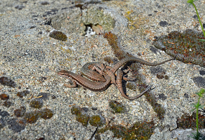 Common Wall Lizard - West Macedonia