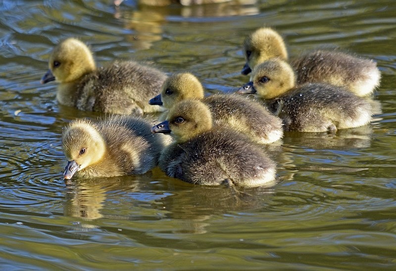 Canada Geese goslings