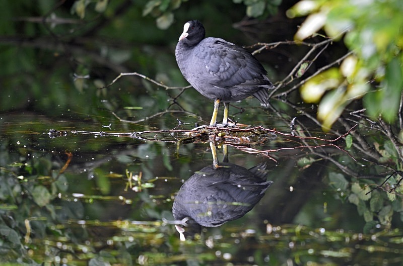 Coot - Crakes and rails
