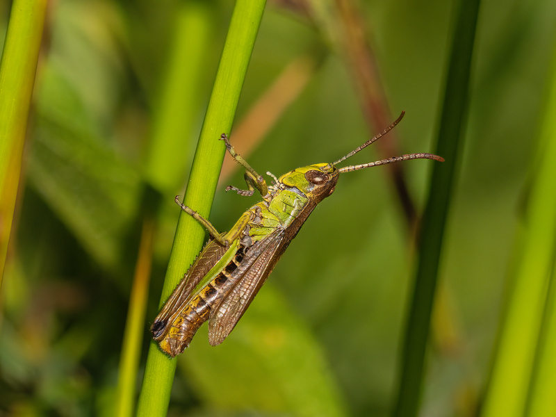 Meadow Grasshopper - Insects, beetles, spiders, etc.