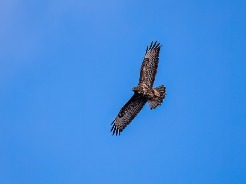 Common Buzzard - Birds of prey