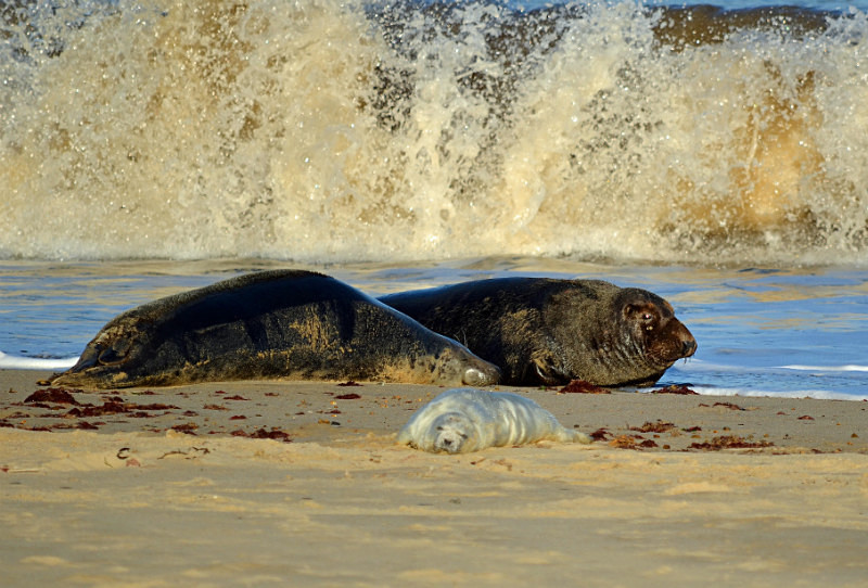 Atlantic Grey Seal - Atlantic Grey Seals