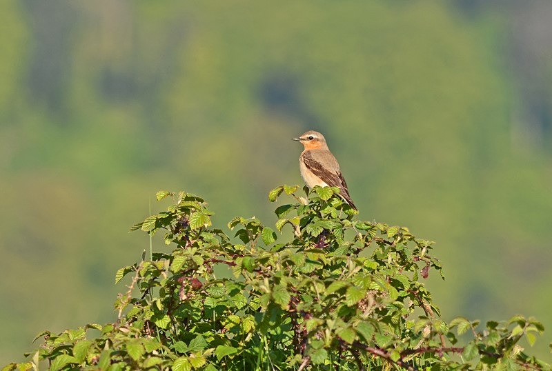 Northern Wheatear - Chats