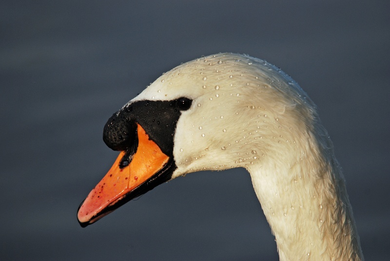 Mute Swan - Mute Swans