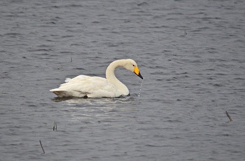 Whooper Swan - North Norway