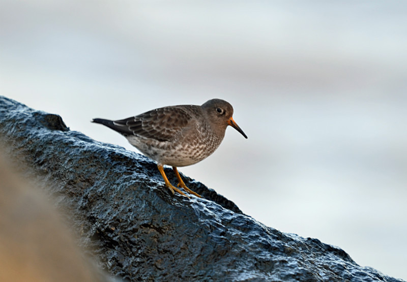 Purple Sandpiper - Sandpipers