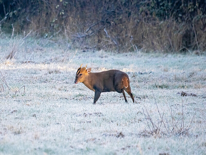 Reeves' Muntjac - Latest photos