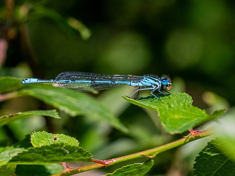 Azure Damselfly - Latest photos